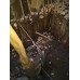 Погружной дренажный насос 50TBZ1.5 Solidpump 1.5 кВт, Ду50, 3~380 В, 22 м 27 м3/час, кабель 20 м, промышленный строительный